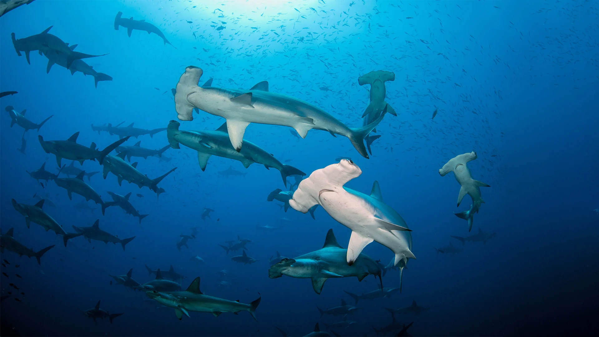 Whale Shark Diving Mexico: Seasonal Guide for Divers